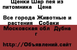 Щенки Шар пея из питомника › Цена ­ 25 000 - Все города Животные и растения » Собаки   . Московская обл.,Дубна г.